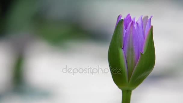 Gesloten van lotus bud — Stockvideo