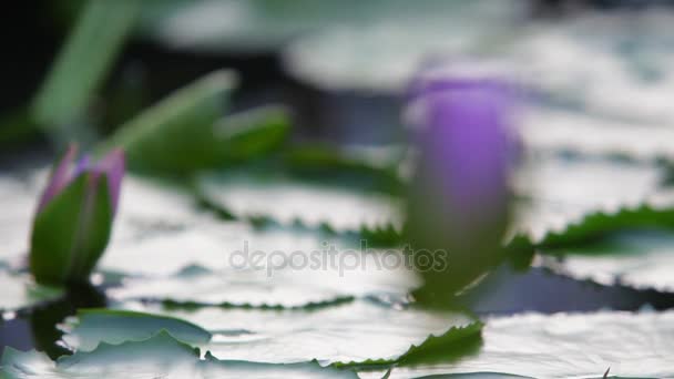 Lilly pads med slutna lotus knoppar — Stockvideo