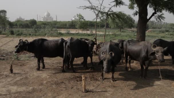 Besättningen av kor med Taj Mahal i bakgrunden — Stockvideo