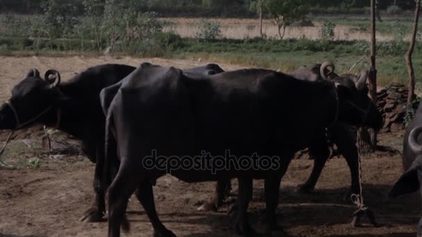 Troupeau de vaches avec Taj Mahal en arrière-plan — Video