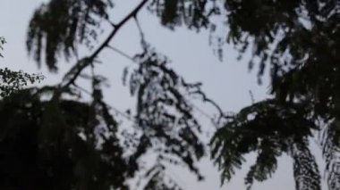 Taj Mahal'ı uzak görünümü