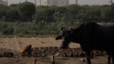 İnek ve Taj Mahal kadınla arka planda