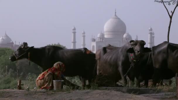 Kühe und Frau mit Taj Mahal im Hintergrund — Stockvideo