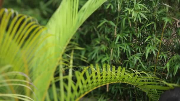 植物に囲まれた仏像 — ストック動画