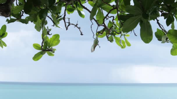 Blick auf das Meer mit Blättern — Stockvideo