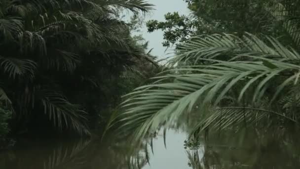 Rio Mekong com folhagem exuberante — Vídeo de Stock