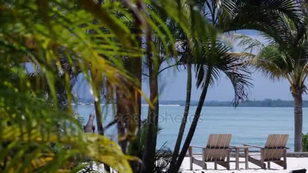 Cadeiras de lounge na praia isolada — Vídeo de Stock