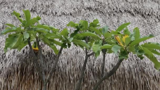 Ms pflanzen vor dem reetgedeckten dach / indonesien — Stockvideo