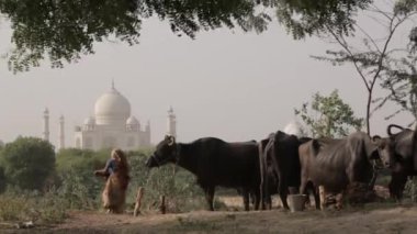 alan Taj Mahal önünde inek sürüsü