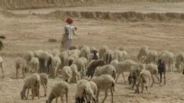 Koyun yürümek-den geçerek çöl sürüsü
