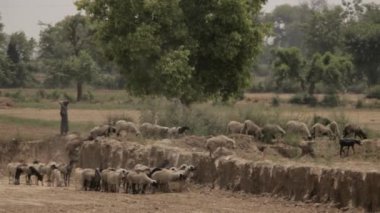 Koyun yürümek-den geçerek çöl sürüsü