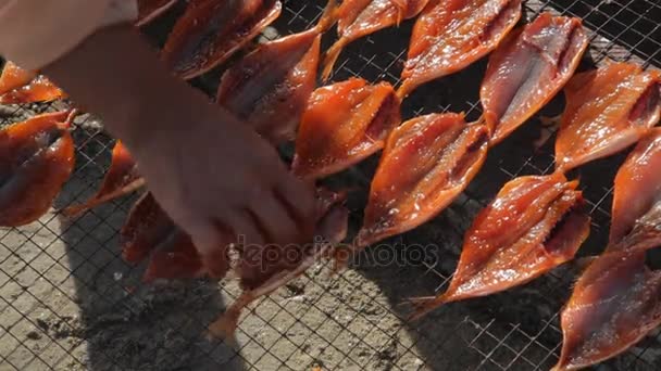 Mujer Laying Fish out on Beach to Dry — Vídeos de Stock