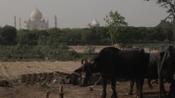 Стадо коров в поле перед Тадж-Махалом — стоковое видео