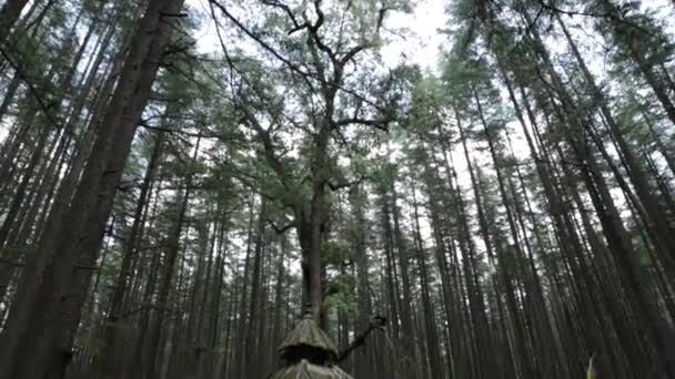 Hindutempel umgeben von Bäumen im Himalaya — Stockvideo