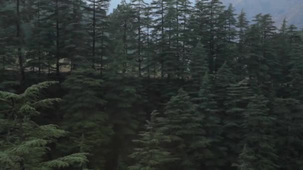 Mäntypuut ja Himalajan vuoret — kuvapankkivideo