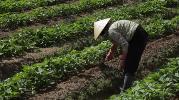 Zemědělec pracující v terénu — Stock video