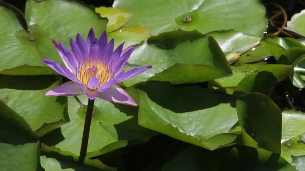 Pink lotus flower in lake — Stock Video