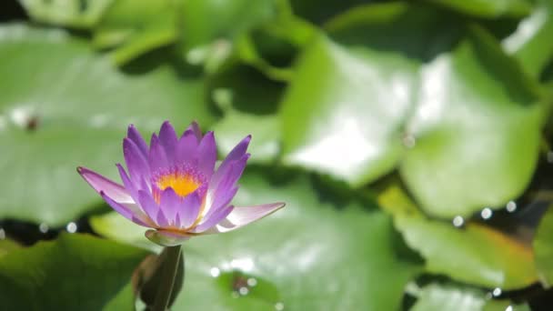 Růžový lotos flower v jezeře — Stock video