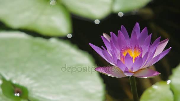 Fleur de lotus rose dans le lac — Video