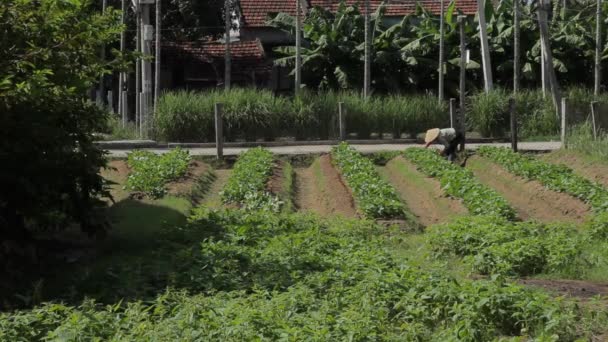Jordbrukare som arbetar ute på fältet — Stockvideo
