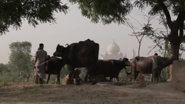 Herd of cows in field in front of Taj Mahal — Stock Video