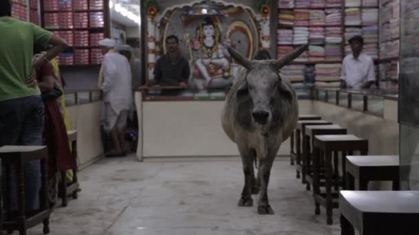 Корова, стоящая в магазине сари — стоковое видео