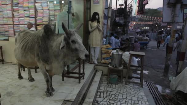 วัวยืนอยู่ในร้านซารี — วีดีโอสต็อก