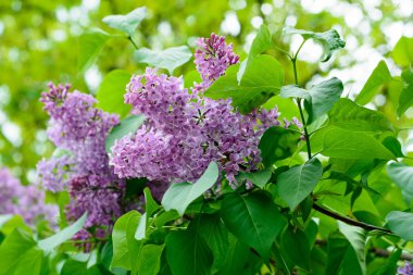 Leylak çiçeği veya çiçek