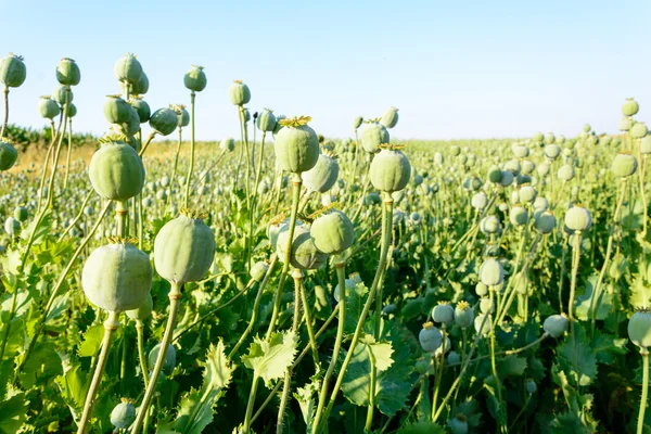 Campo de semillas de amapola — Foto de Stock