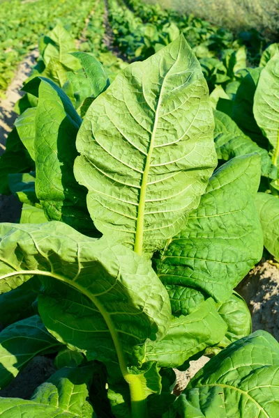 Folhas de tabaco no campo — Fotografia de Stock