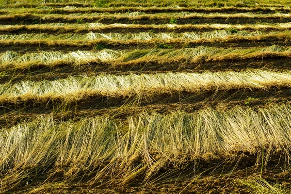 Campo de linho durante a colheita — Fotografia de Stock