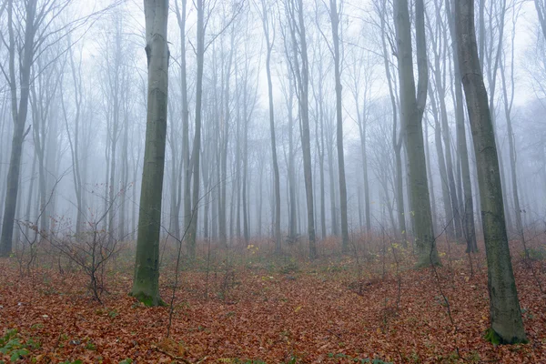 November morning misty forest — Stock Photo, Image