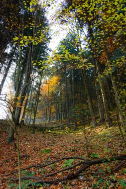 Ormandaki sonbahar dağlar yol