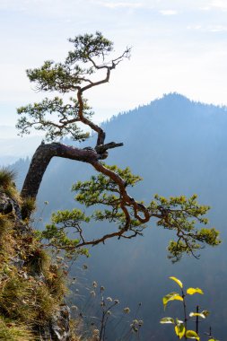 Eski relict çam Sokolica dağ Pieny, Polonya