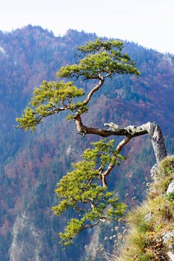 Pld pine on Sokolica mountain in Pieniny clipart