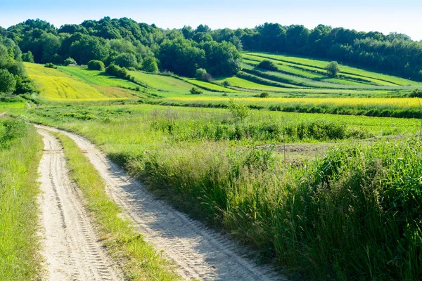 Зелений горбистий пагорбах Розточчя, Польща — стокове фото