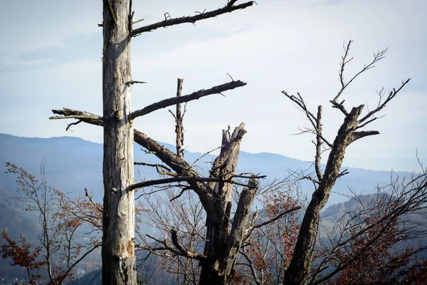 Verdorrte Kiefern auf dem Berggipfel — Stockfoto