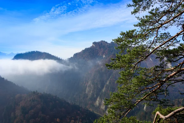 在 mounatain 的山峰上的松树 — 图库照片