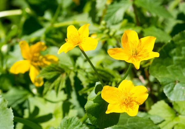 Caltha palustris sárga virágok — Stock Fotó