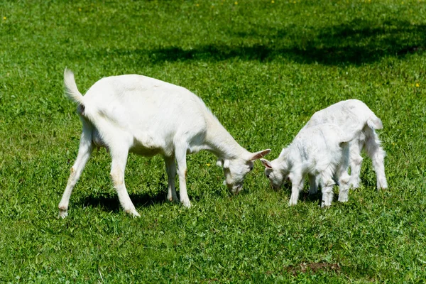Chèvres sur prairie — Photo