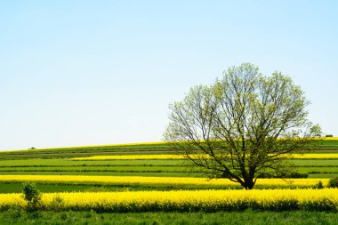 Mavi gökyüzü ile kanola veya kolza veya tecavüz yetiştirme alanı