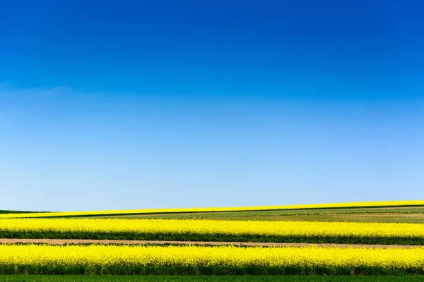 Raps eller rybs eller våldtäkt odling fält med blå himmel — Stockfoto