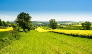 Tecavüz çiçek ve mavi gökyüzü manzara