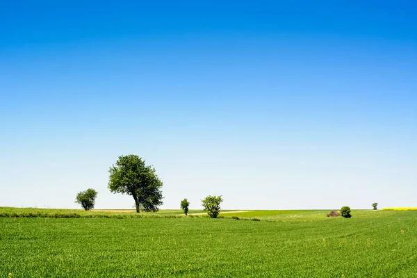 Krajina Krajina se stromy a zelená louka — Stock fotografie