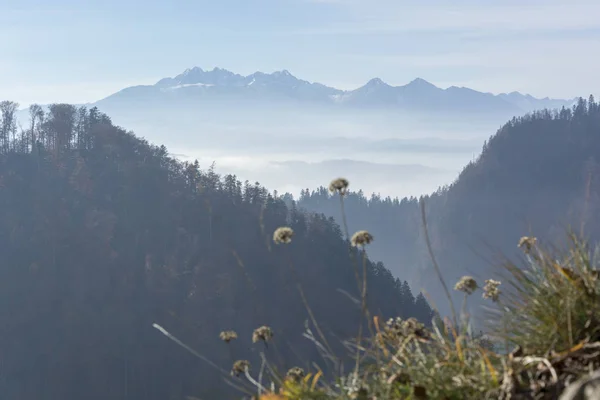 Sabah sis Polonya Pieniny dağlarında — Stok fotoğraf