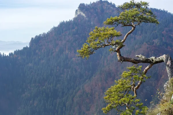 波兰 Pieniny 山上的老松树 — 图库照片