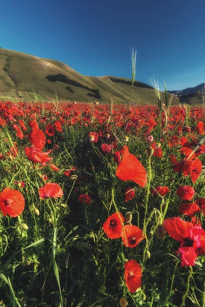 Blühender roter Mohn an einem Sommertag in Umbrien, Italien. — Stockfoto