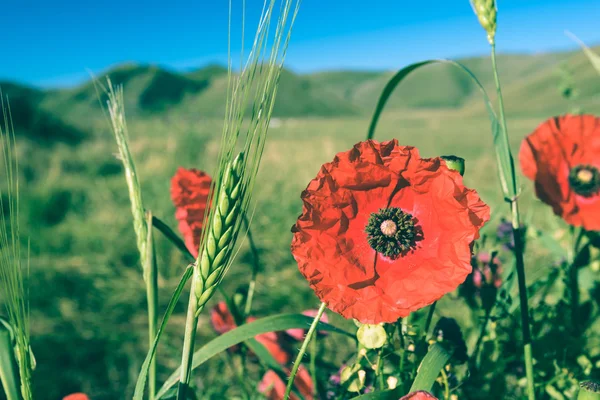 Poppies among the mountains. — Stock Photo, Image