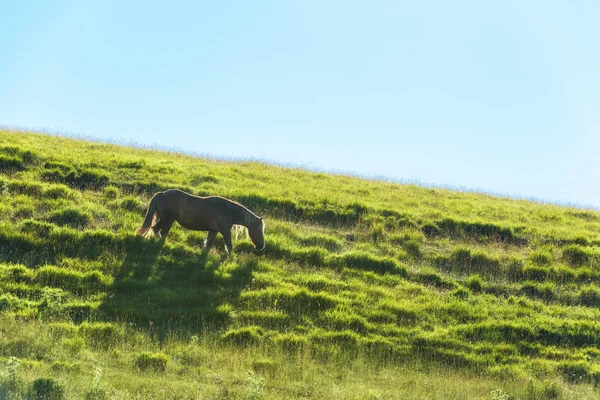 Wildpferde grasen an einem Hang mit blauem Himmel im Hintergrund — Stockfoto