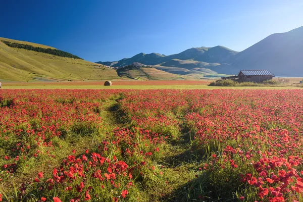 उम्बेरिया, इटली मध्ये उन्हाळ्यात एका दिवसात लाल पॉपियस फुलांचा . — स्टॉक फोटो, इमेज
